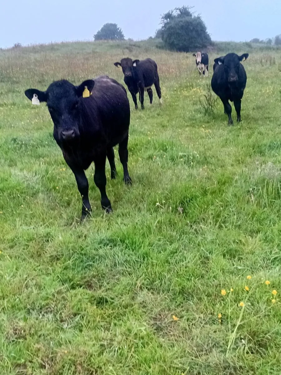 20 angus and hereford bullocks - Image 4