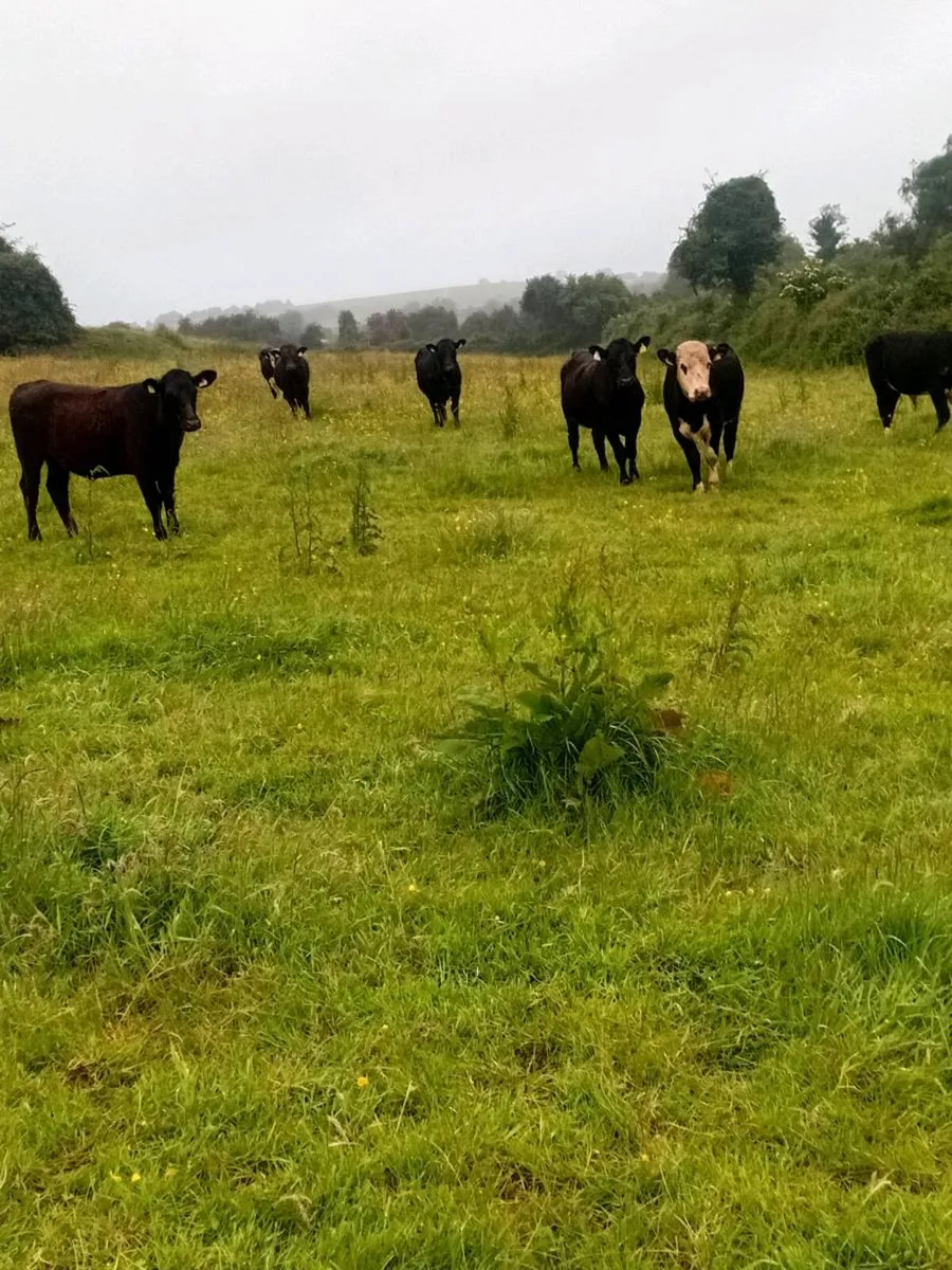20 angus and hereford bullocks - Image 1