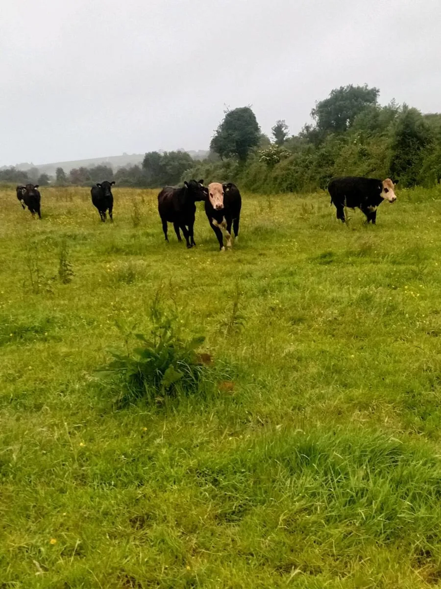 20 angus and hereford bullocks - Image 2