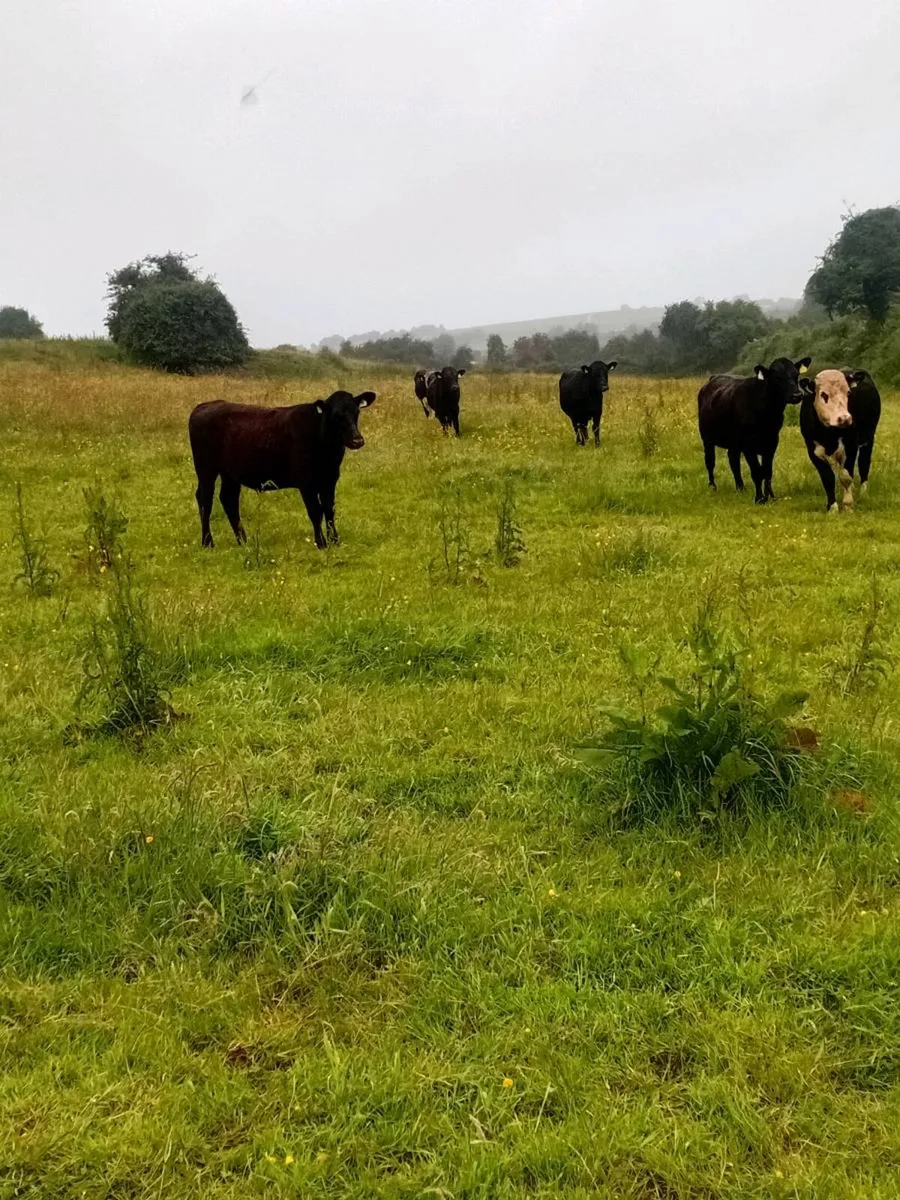 20 angus and hereford bullocks - Image 3