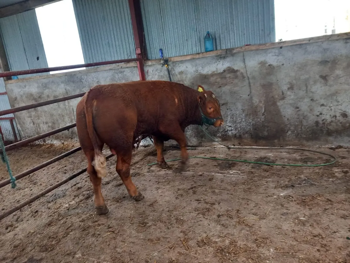 AI Saler Bull - Image 2