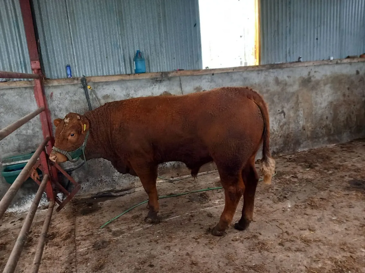 AI Saler Bull - Image 3