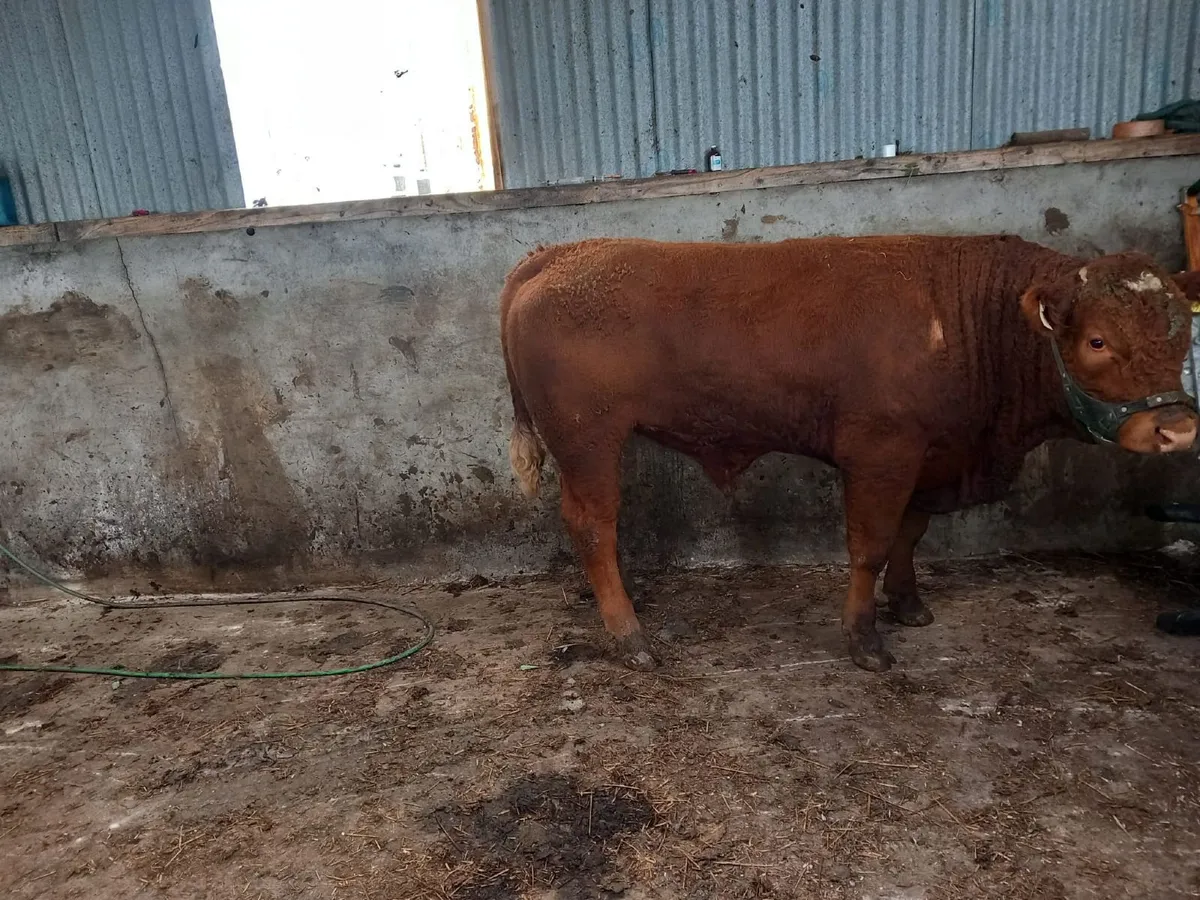 AI Saler Bull - Image 4