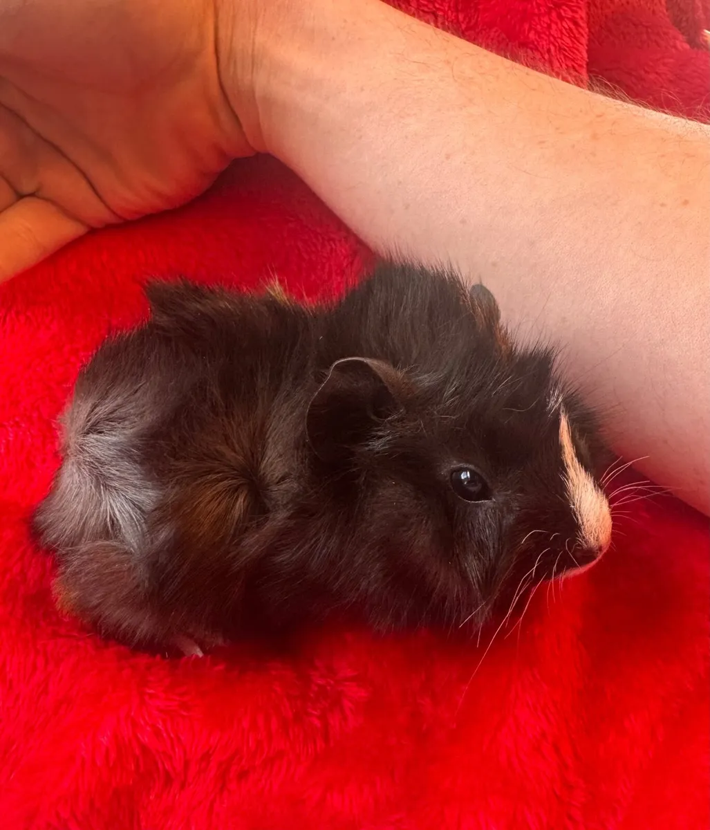 Baby Guinea Pigs - Image 1