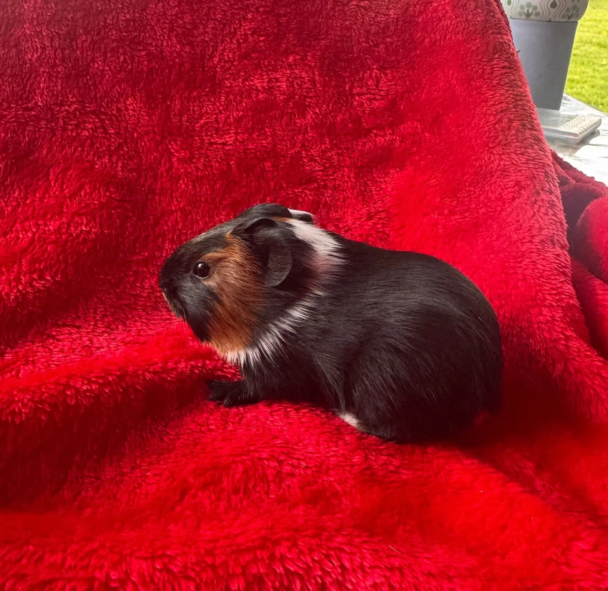 Baby Guinea Pigs - Image 3