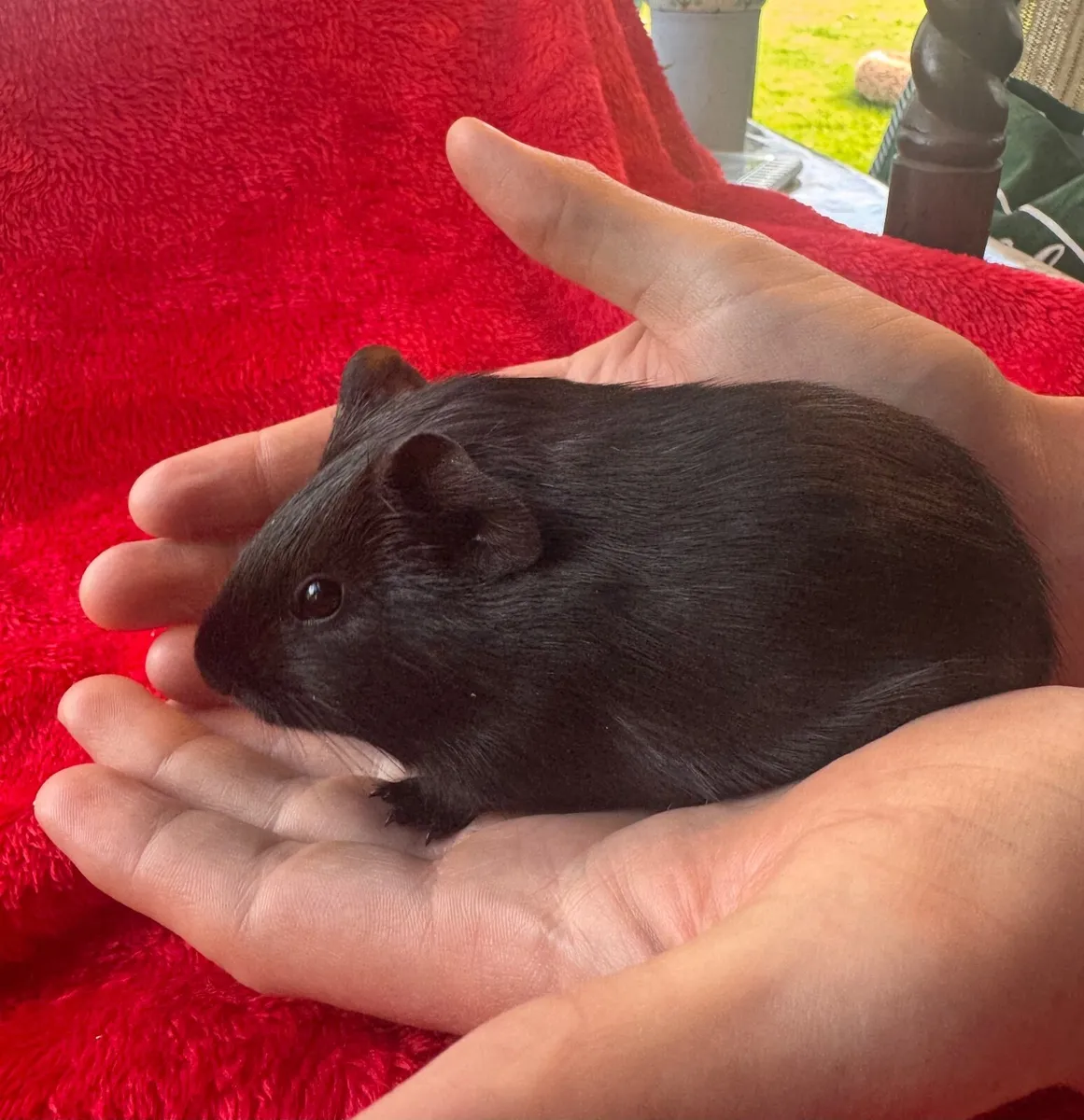 Baby Guinea Pigs - Image 2