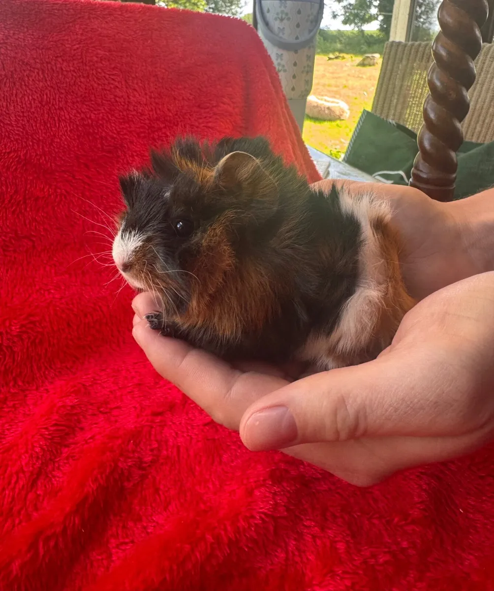 Baby Guinea Pigs - Image 4