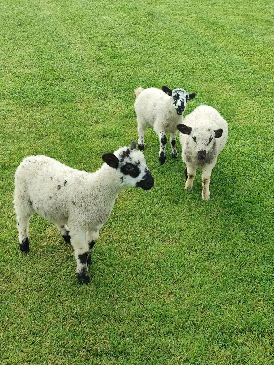 Pet lambs - Image 1
