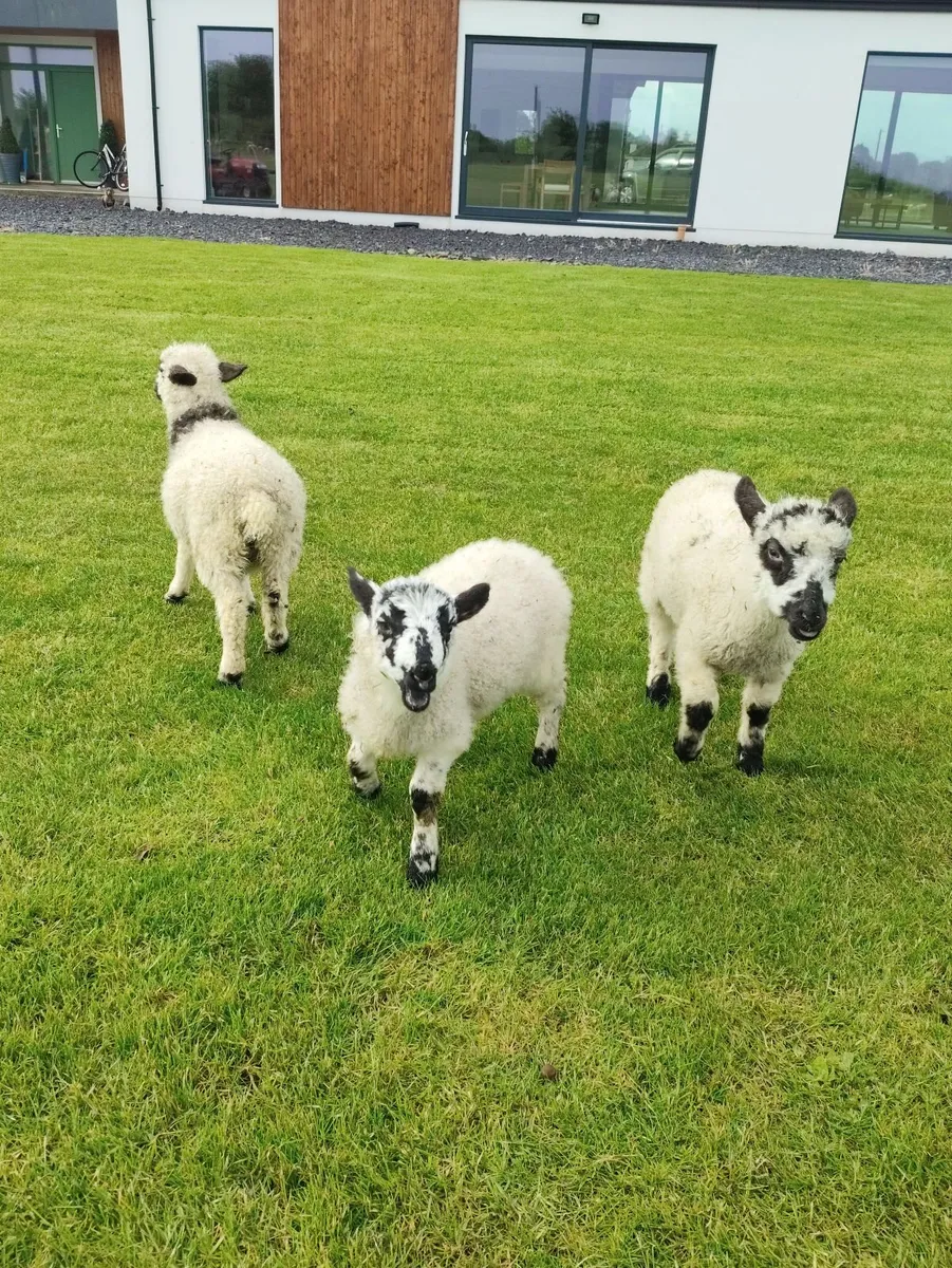 Pet lambs - Image 3