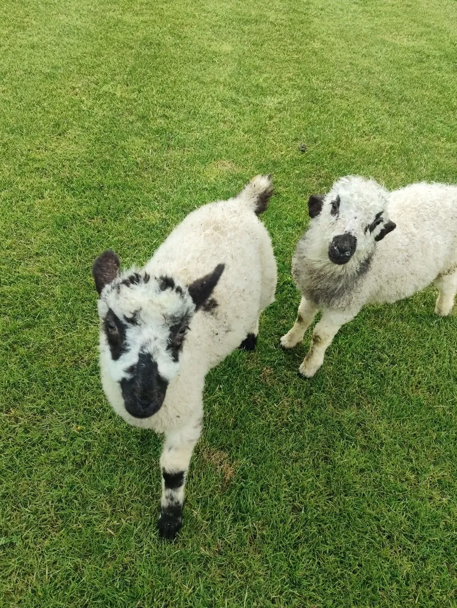 Pet lambs - Image 4