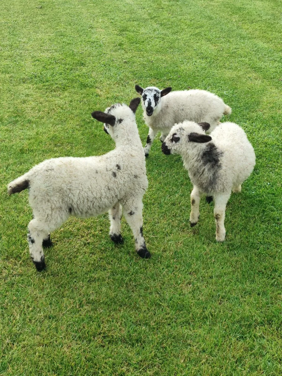 Pet lambs - Image 2
