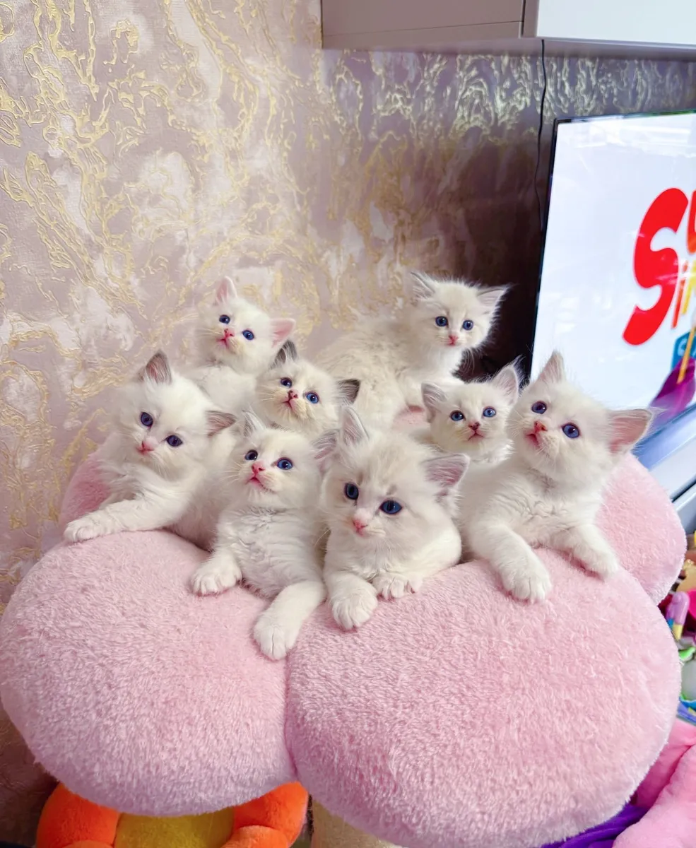 Purebred Ragdoll kittens for sale TICA Registered - Image 1