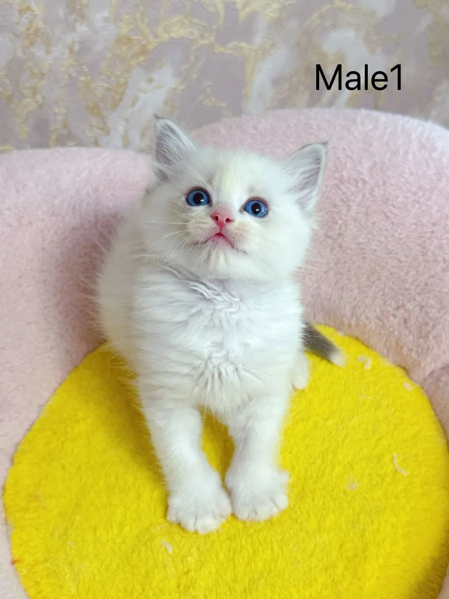 Purebred Ragdoll kittens for sale TICA Registered - Image 2