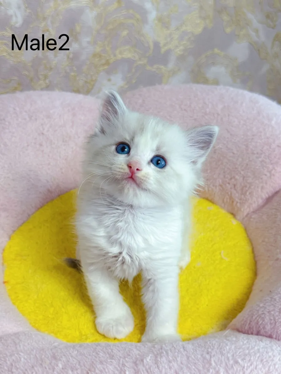 Purebred Ragdoll kittens for sale TICA Registered - Image 3