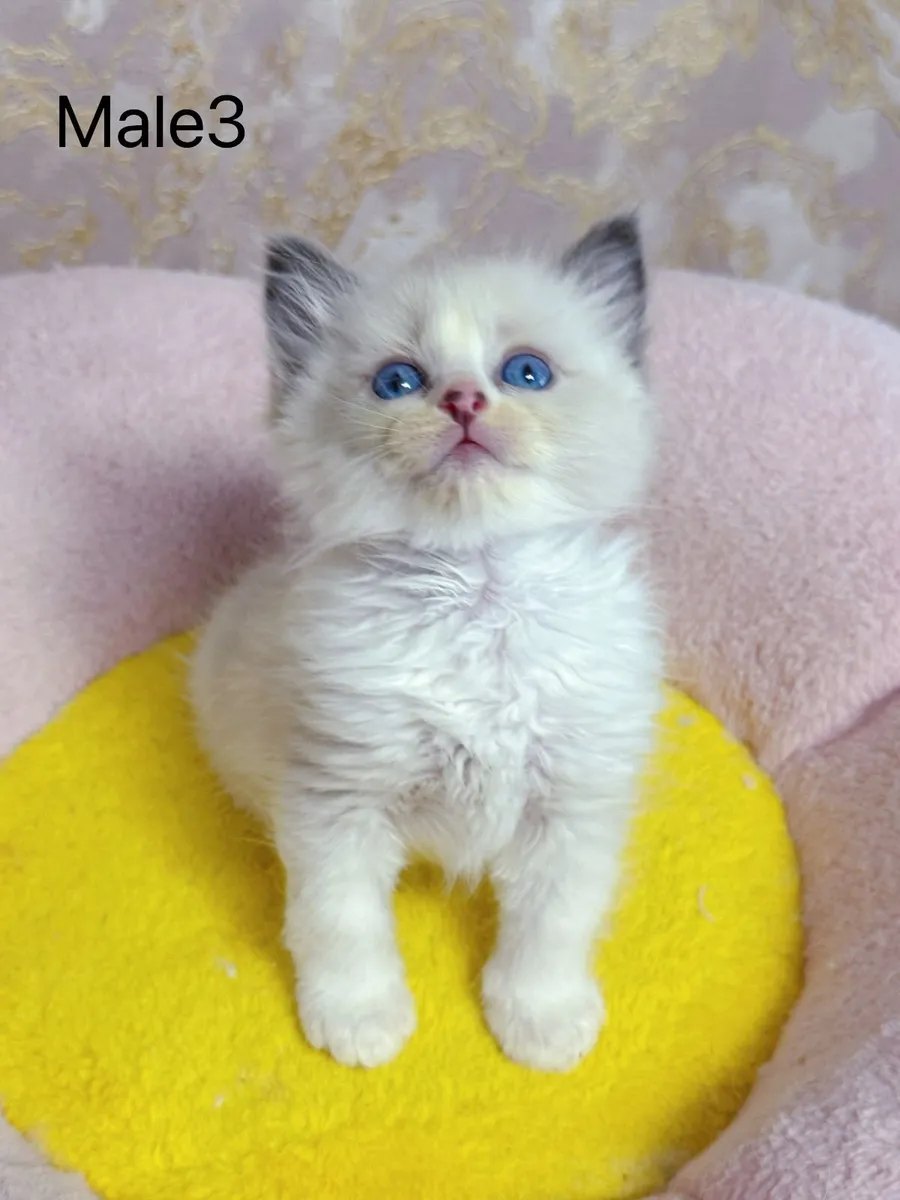 Purebred Ragdoll kittens for sale TICA Registered - Image 4