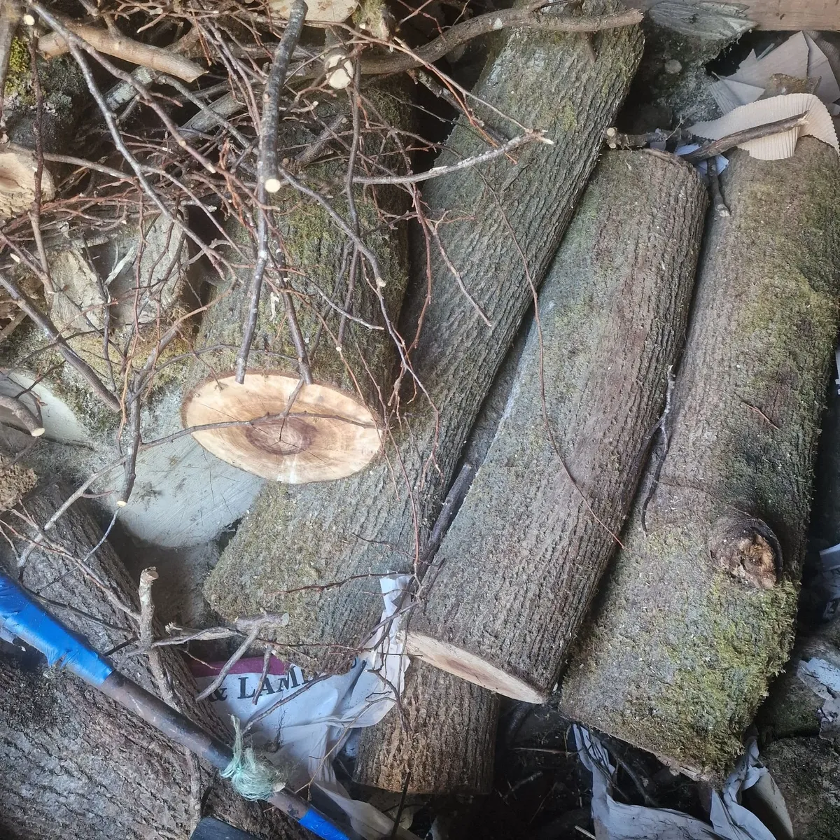 Ash and beech firewood - Image 3
