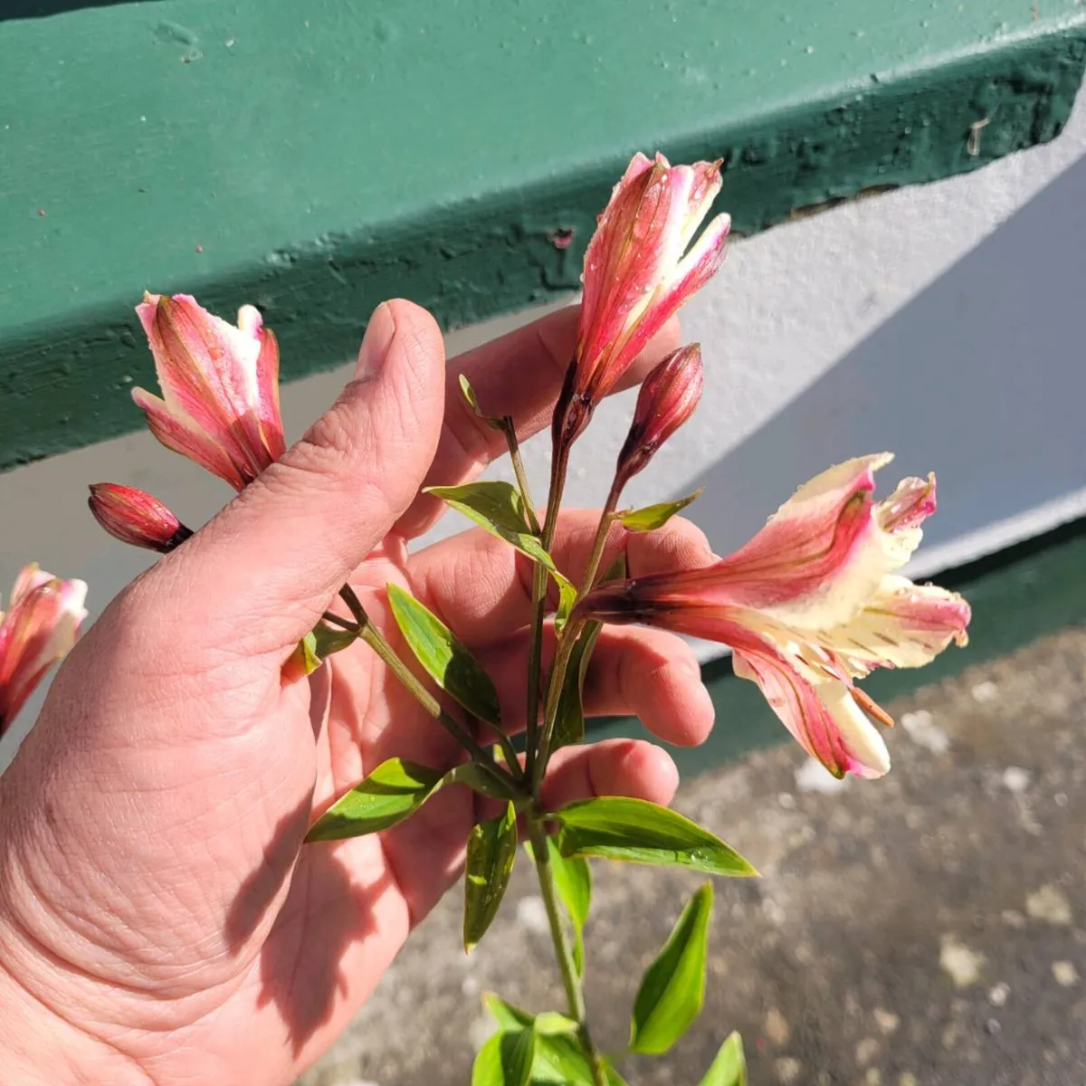16 super flowering plants/shrubs - Image 2