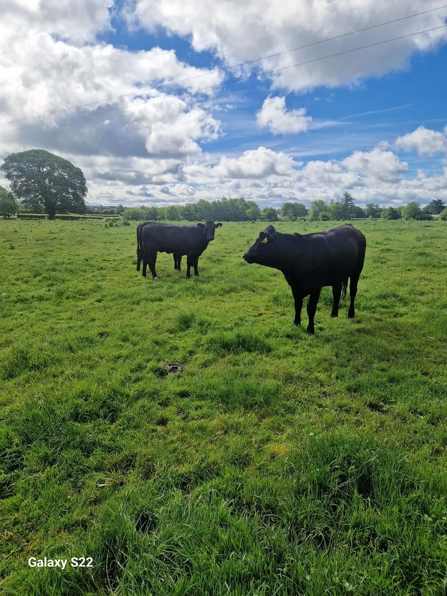 Limousine Cross Breeding Heifers 460 to 510 - Image 2
