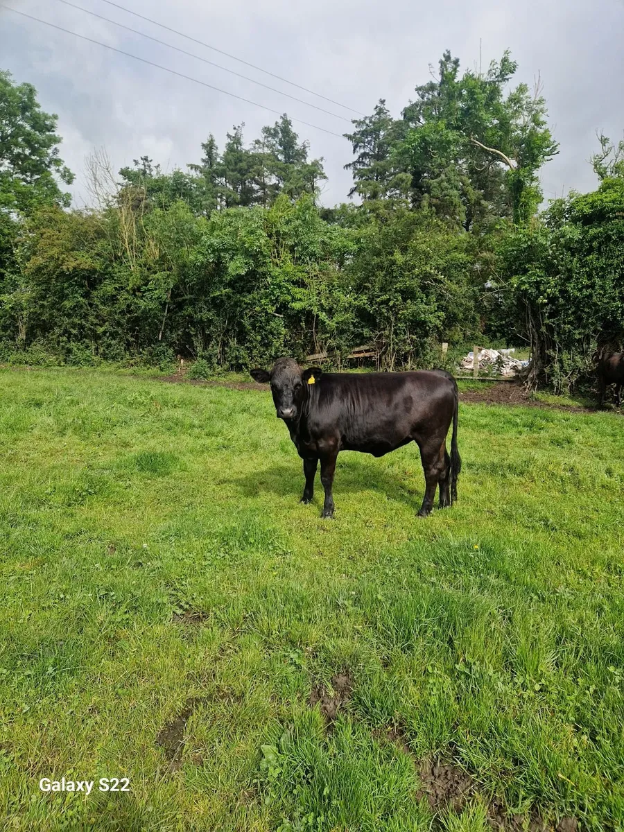 Limousine Cross Breeding Heifers 460 to 510 - Image 4