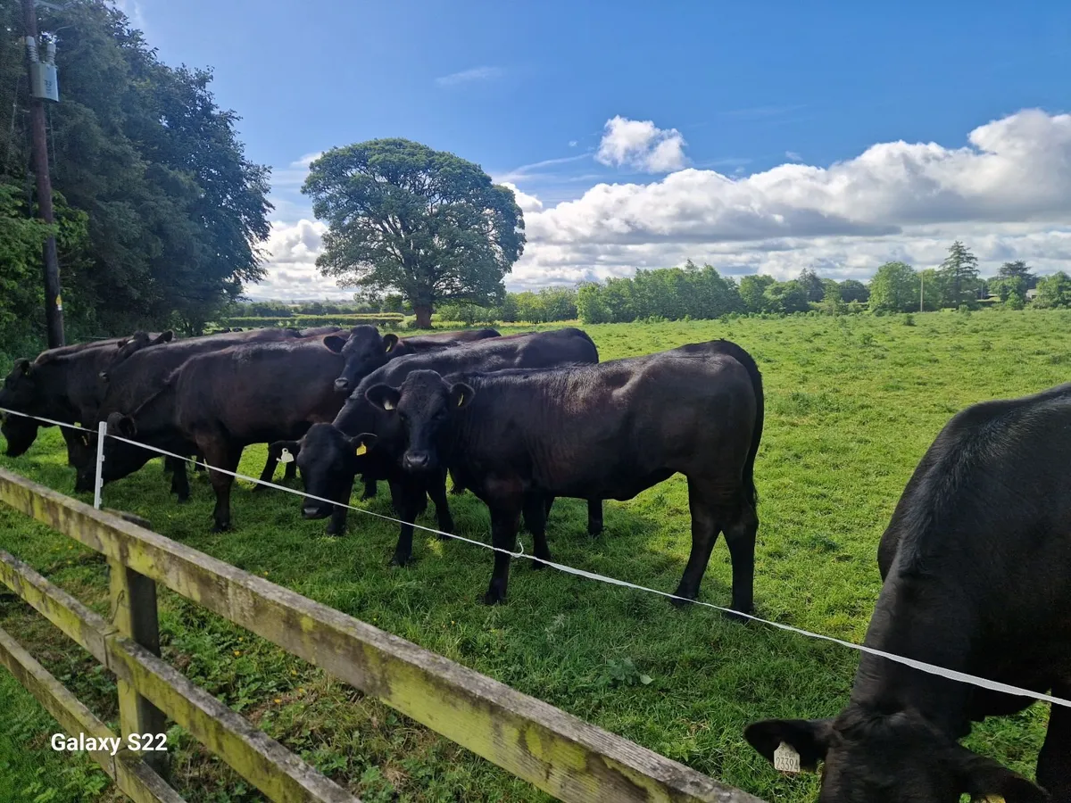 Limousine Cross Breeding Heifers 460 to 510 - Image 1