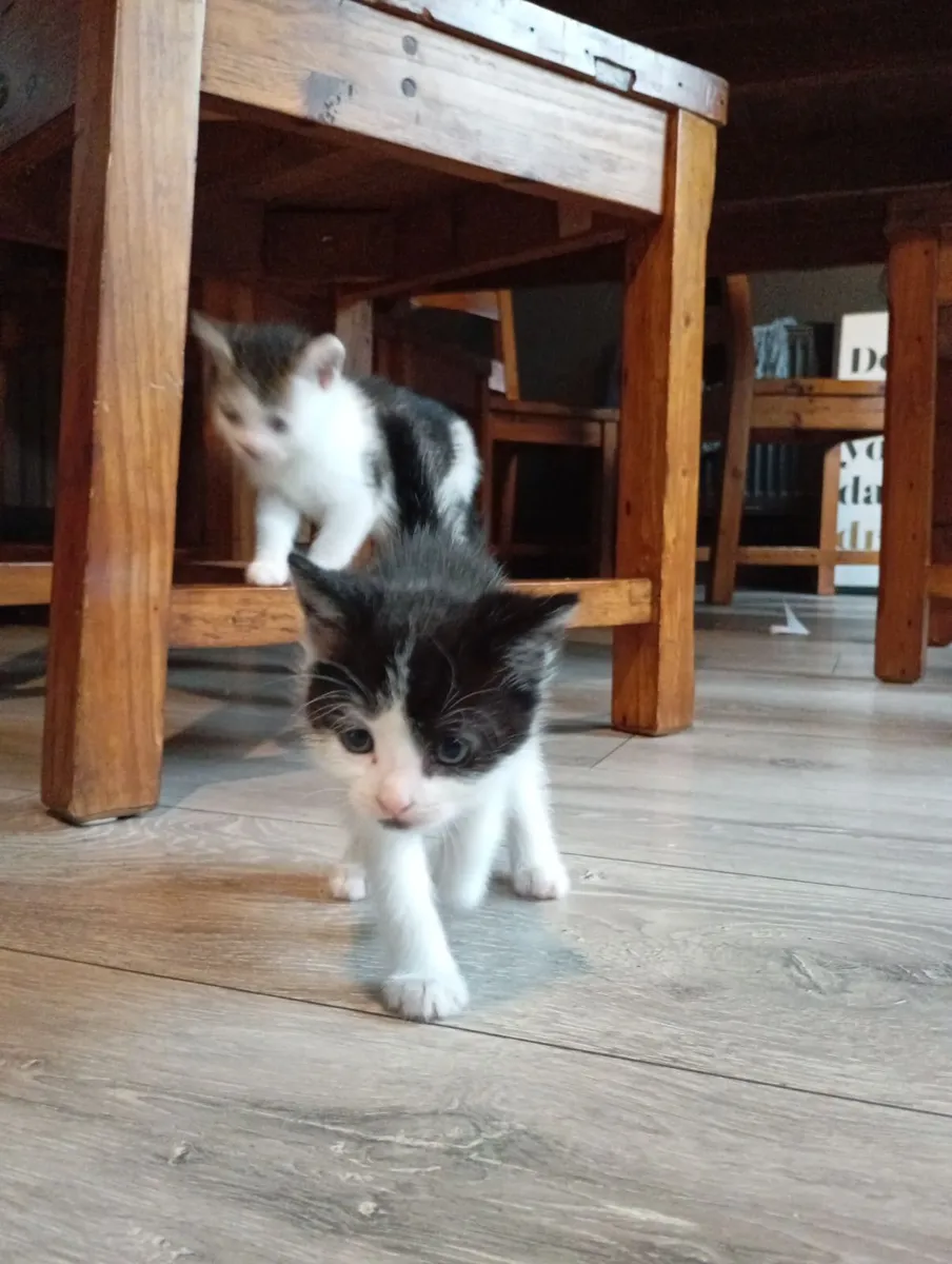 Kittens - Image 1