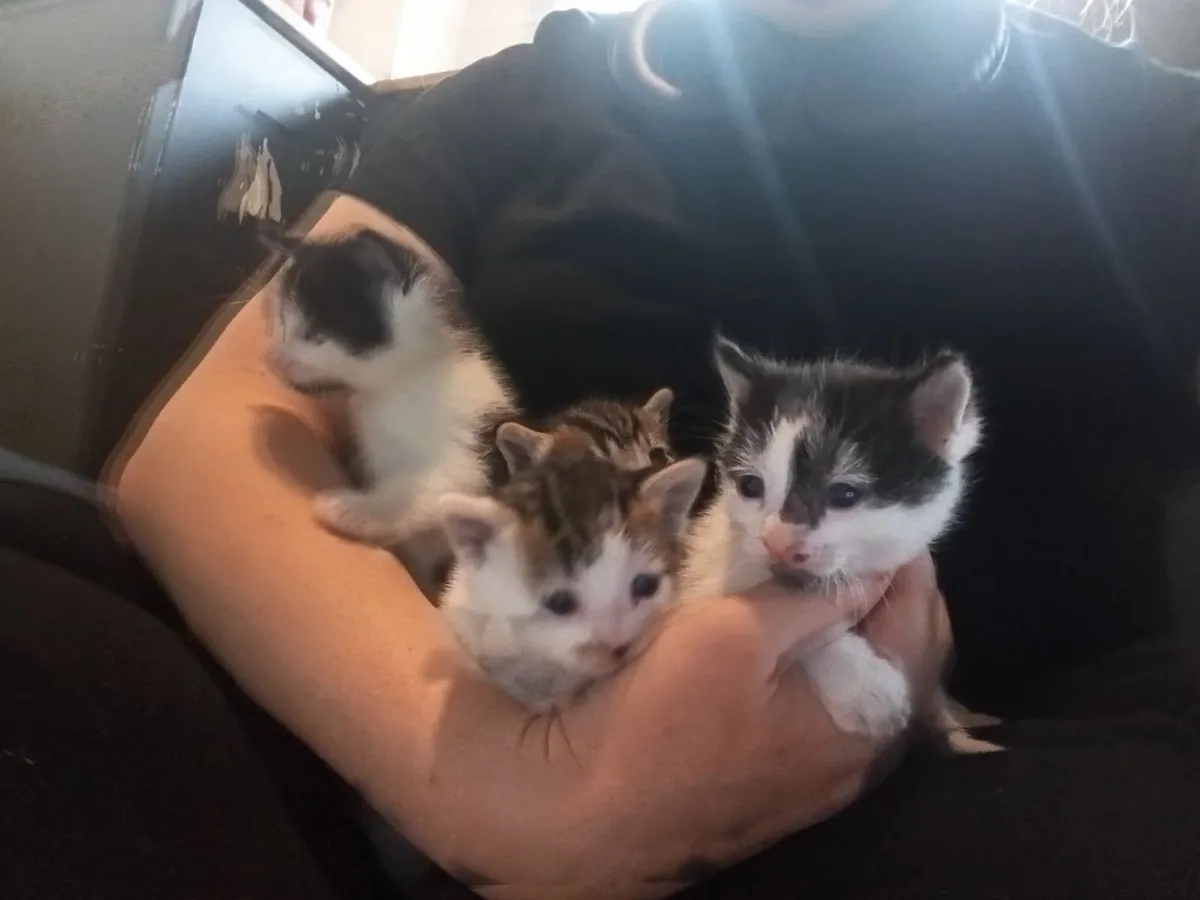 Kittens - Image 2