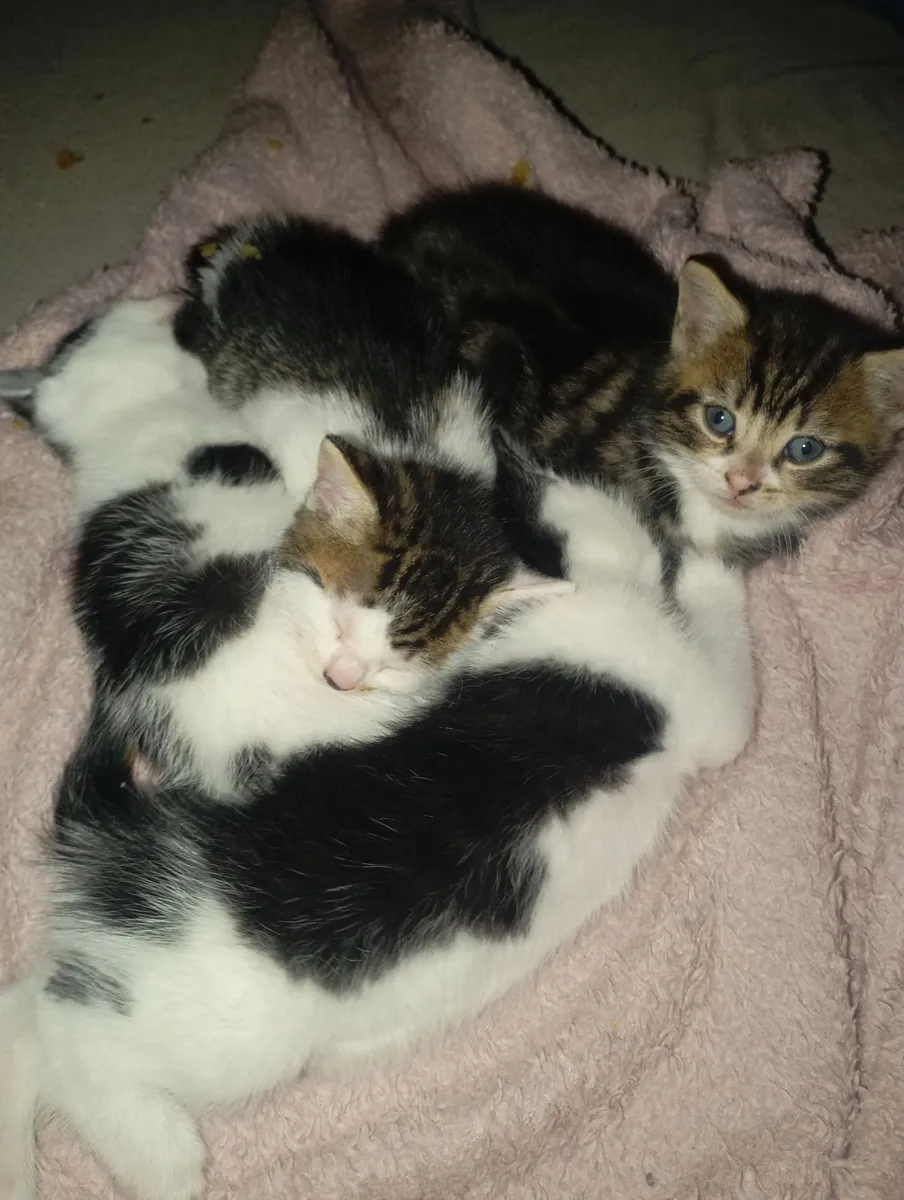 Kittens - Image 3