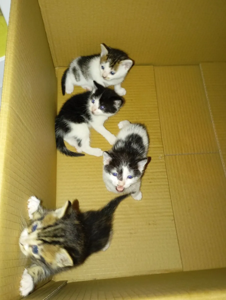 Kittens - Image 4