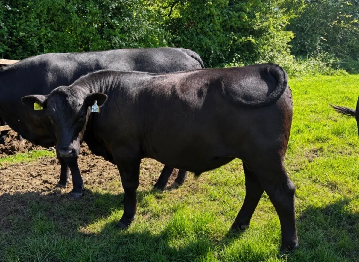 Pedigree registered Angus bulls for sale - Image 4