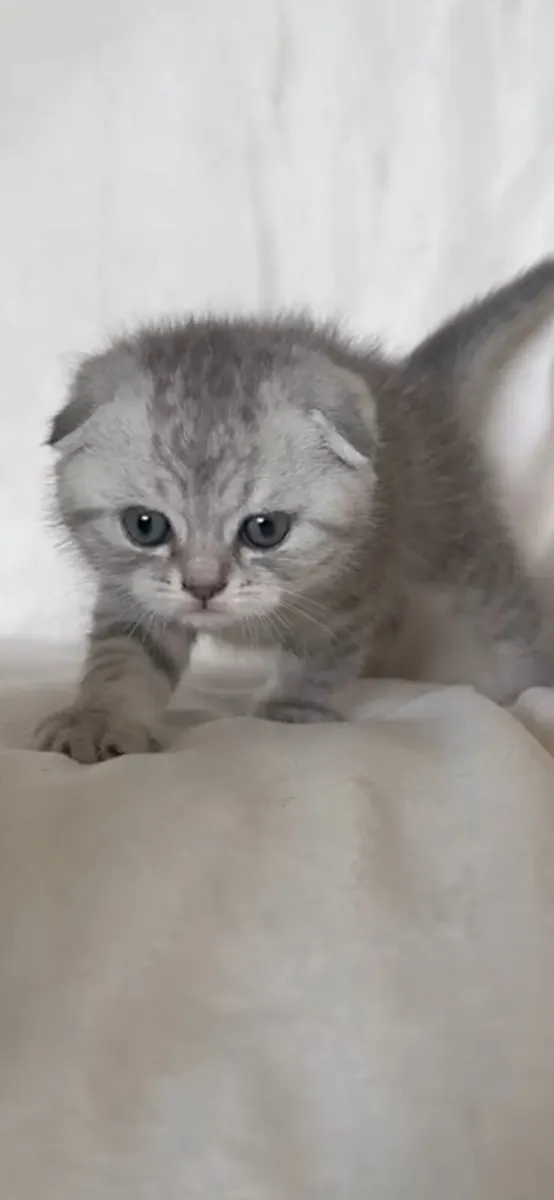 Scottish fold gone - Image 1