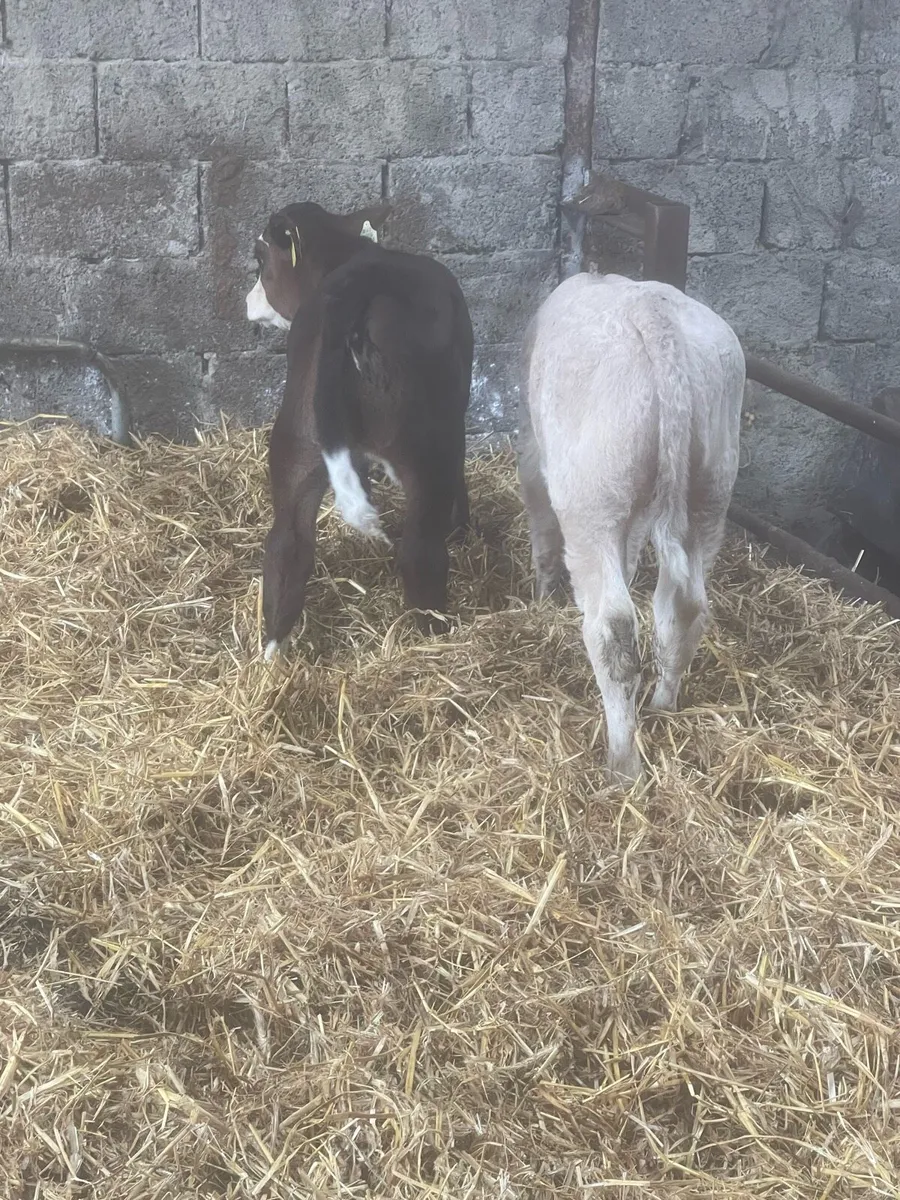Calf - Image 2