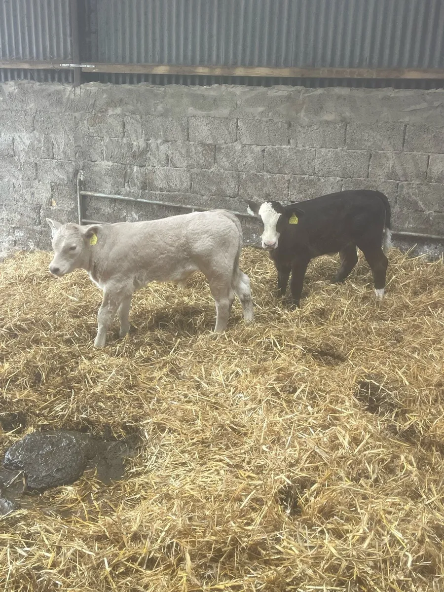 Calf - Image 1