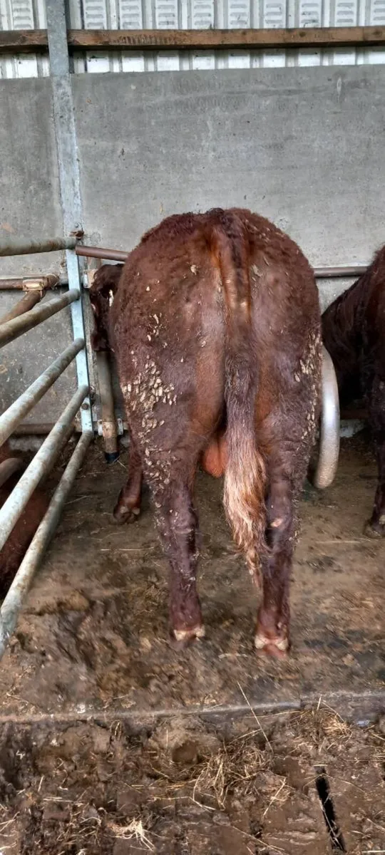 Pbr salers bulls - Image 2