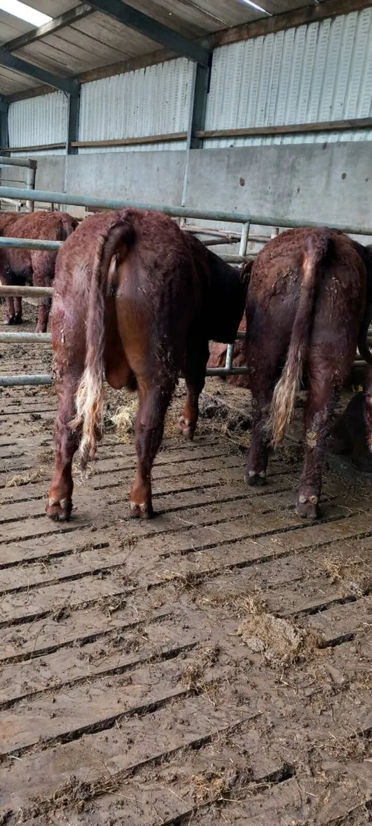 Pbr salers bulls - Image 1