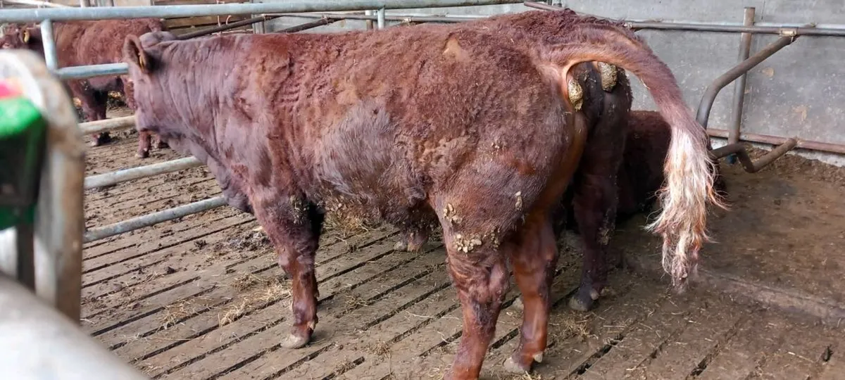 Pbr salers bulls - Image 3