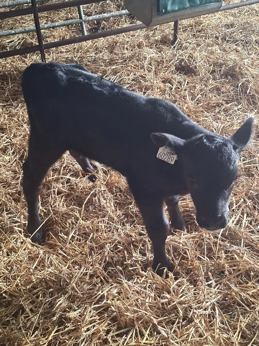 Angus calf - Image 1