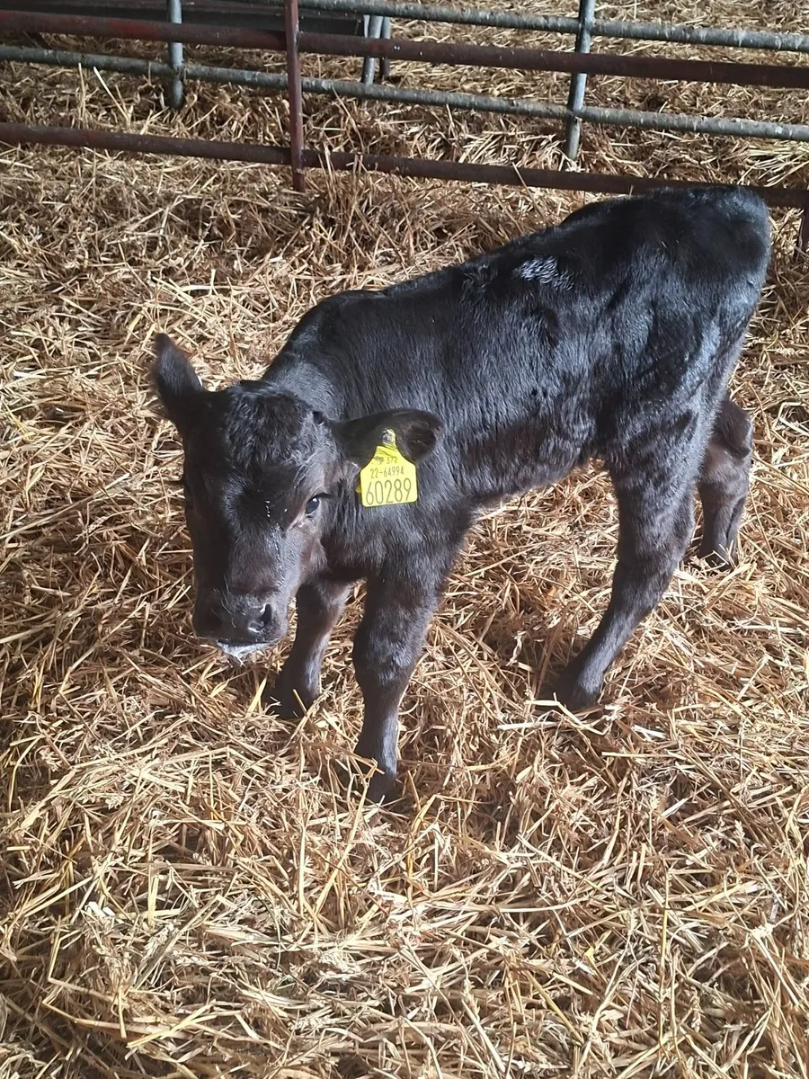 Angus calf - Image 2