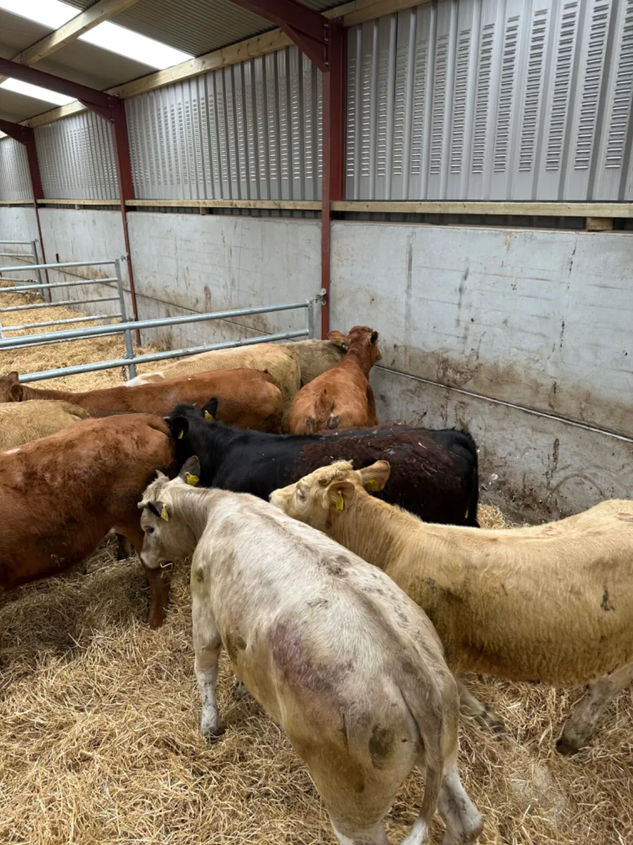 Charolais and lim heifers - Image 4