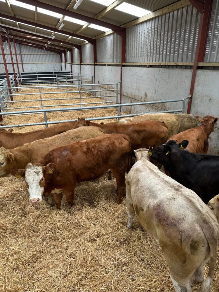 Charolais and lim heifers - Image 3