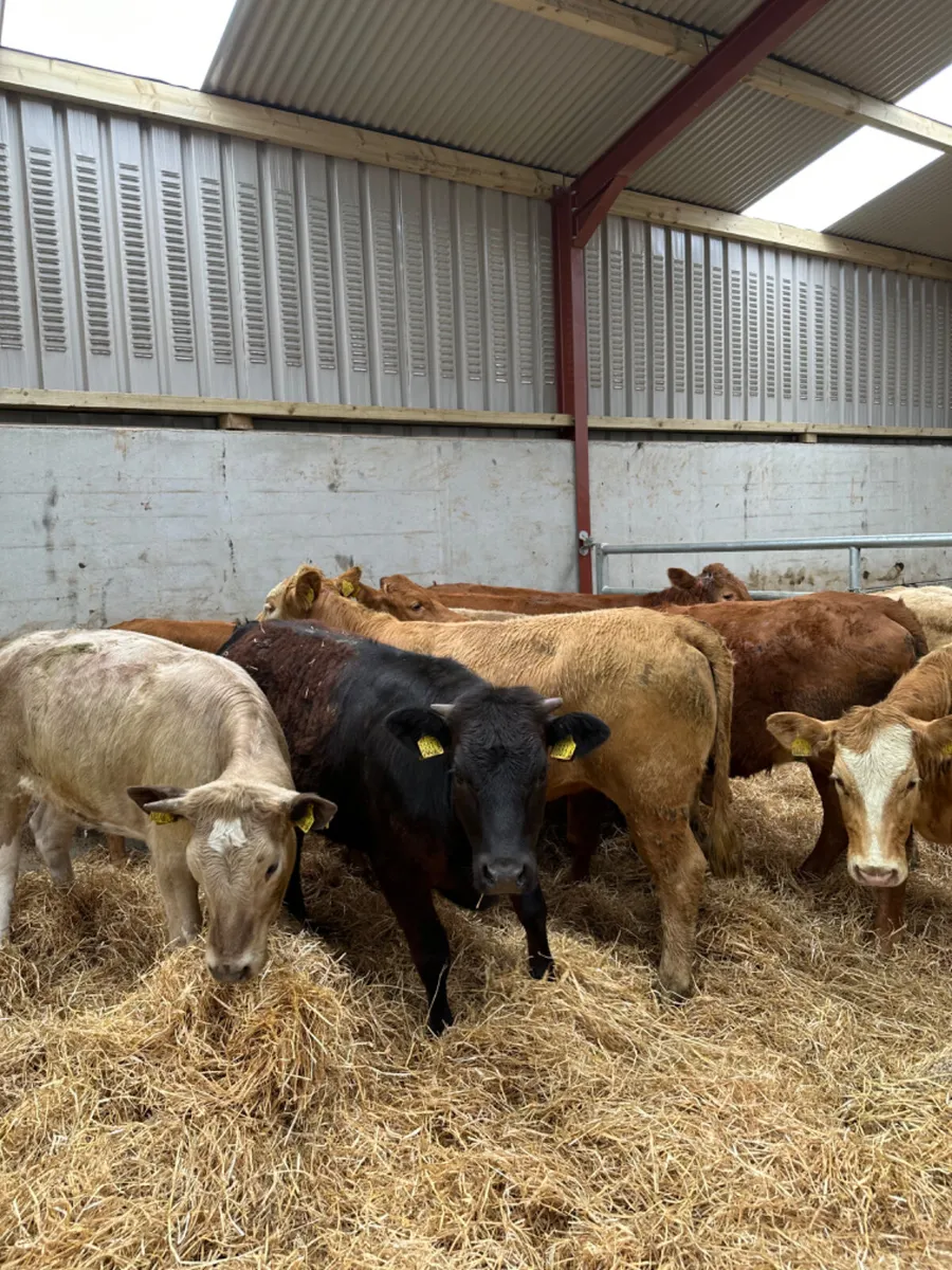Charolais and lim heifers - Image 2