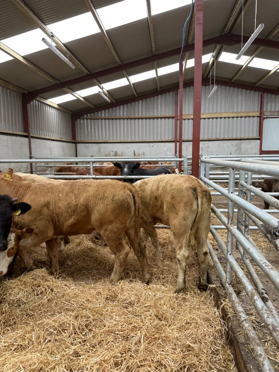 Charolais and lim heifers - Image 1