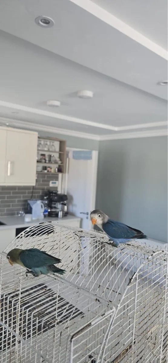 Coniers and love birds - Image 1