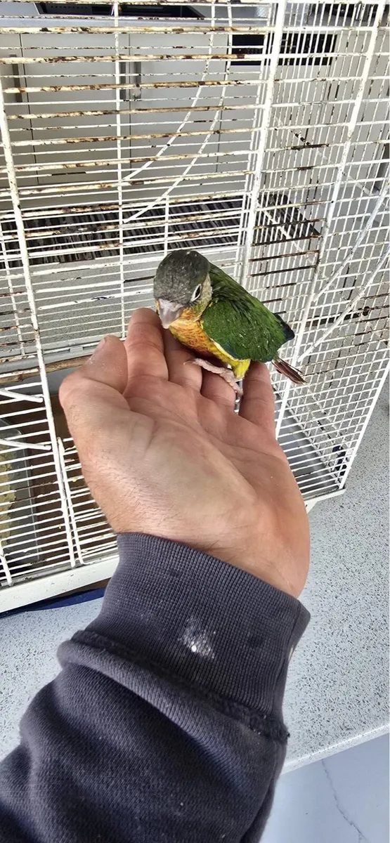 Coniers and love birds - Image 2