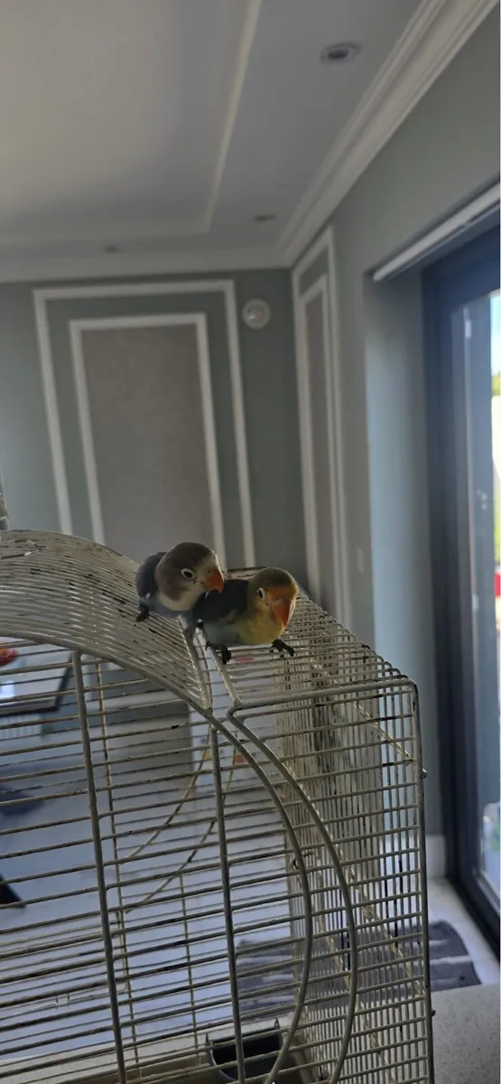 Coniers and love birds - Image 4