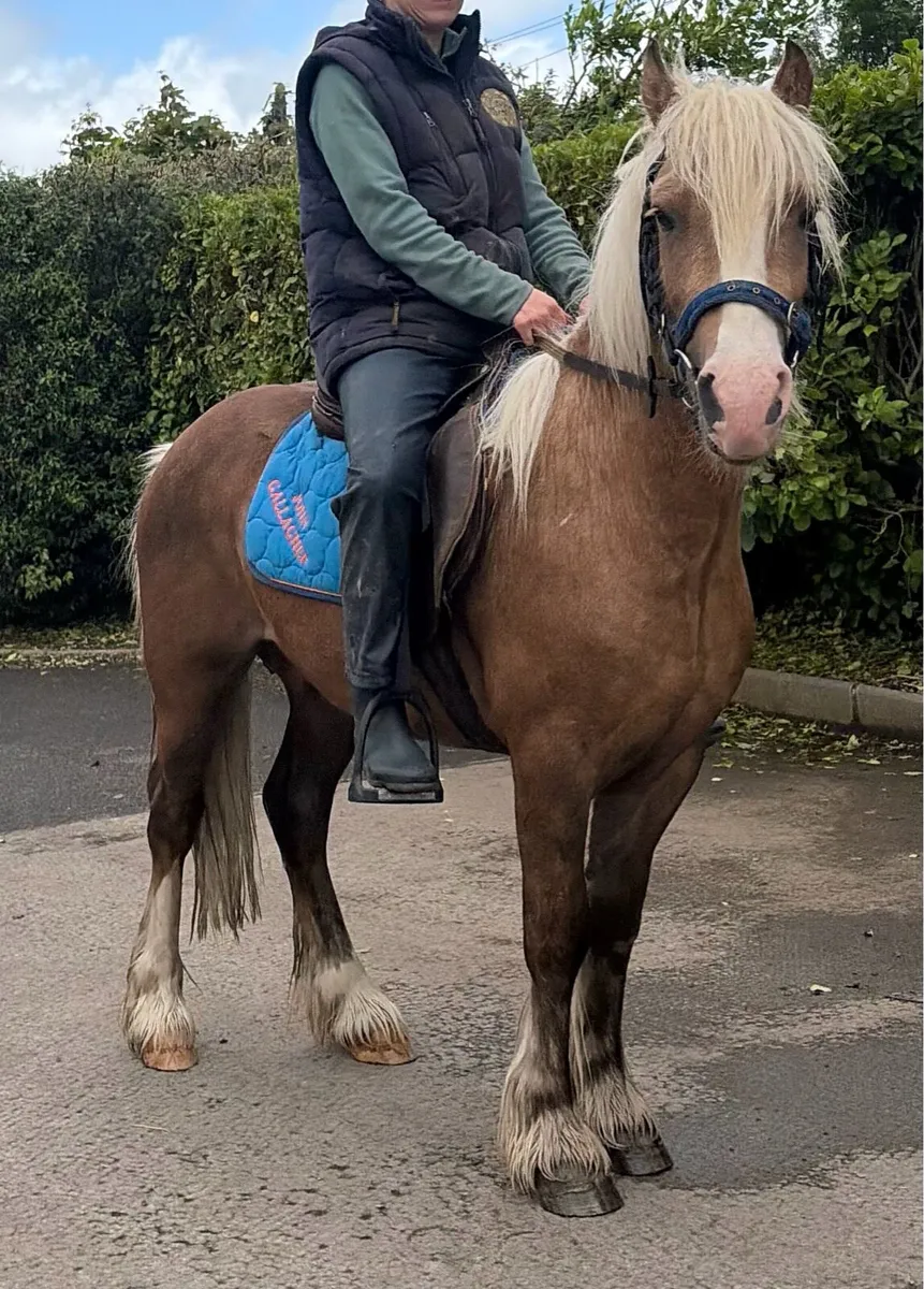 Pony GELDING 3 years old, just broken. - Image 1