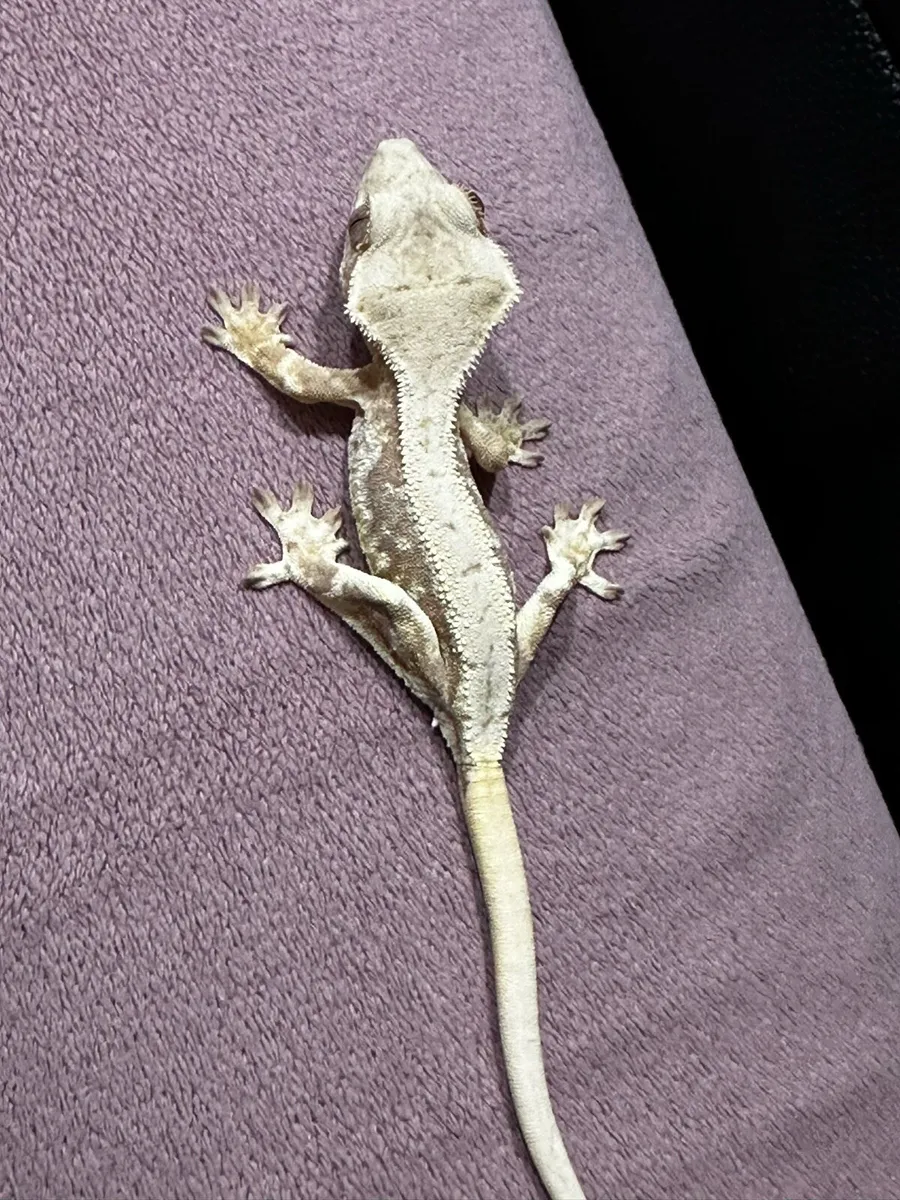 Crested gecko - Image 2