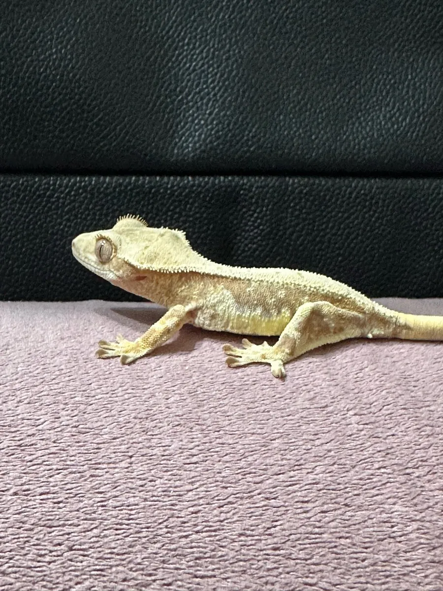 Crested gecko - Image 3