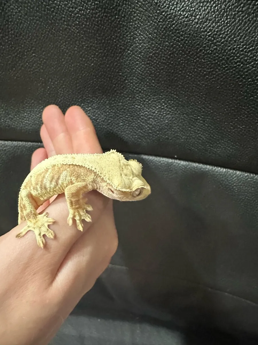 Crested gecko - Image 4