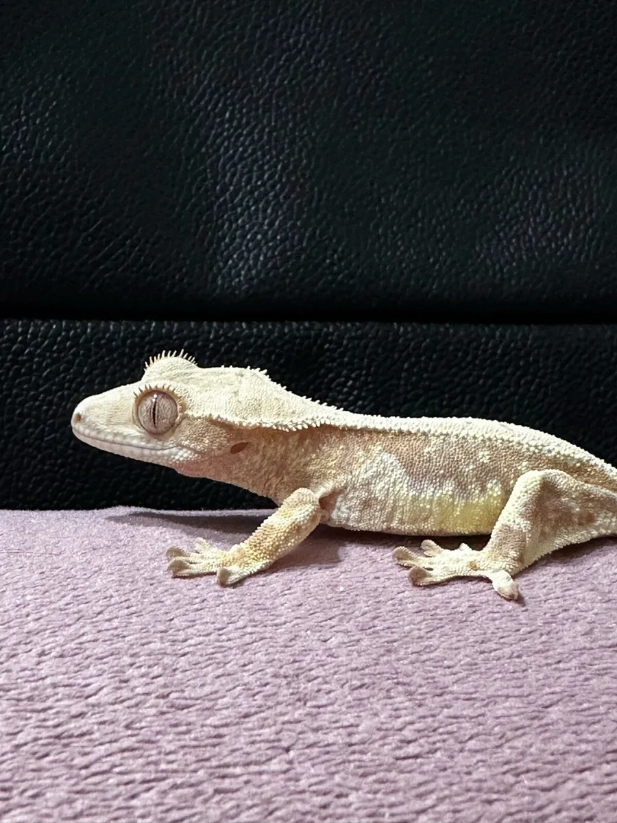 Crested gecko - Image 1