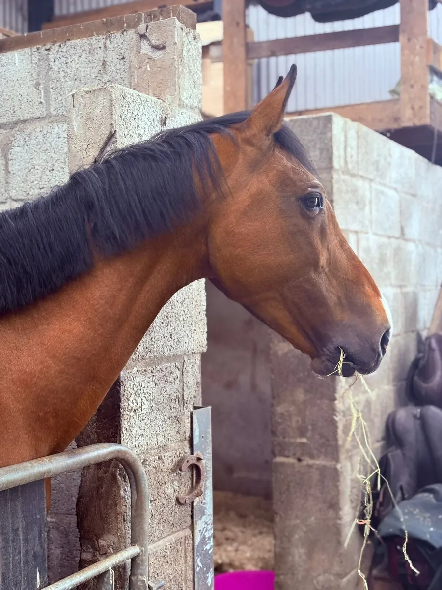 Perfect riding club horse - Image 2